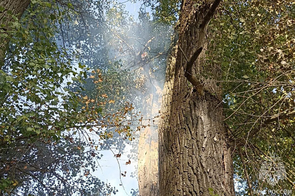 Огнеборцы спасали от огня дерево в Фурмановском районе